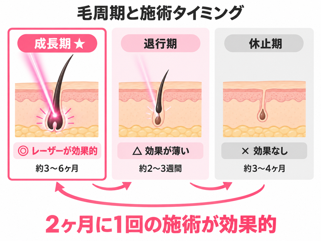 毛周期と施術タイミング